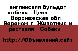 англиискии бульдог кобель › Цена ­ 5 000 - Воронежская обл., Воронеж г. Животные и растения » Собаки   